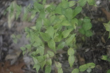 Load image into Gallery viewer, Cunila origanoides - Wild dittany