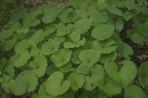 Asarum canadense - Heart leaf ginger