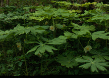 Load image into Gallery viewer, Podophyllum pelatum -May apple