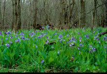 Load image into Gallery viewer, Mertensia virginica - Virginia bluebells