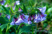 Load image into Gallery viewer, Mertensia virginica - Virginia bluebells