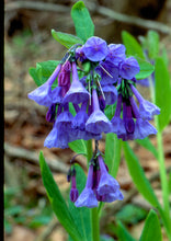 Load image into Gallery viewer, Mertensia virginica - Virginia bluebells