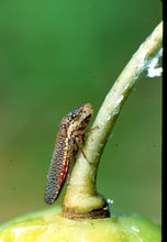 Load image into Gallery viewer, Podophyllum pelatum -May apple