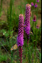 Load image into Gallery viewer, Liatris pycnostachya - Cattail liatris
