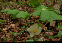 Load image into Gallery viewer, Podophyllum pelatum -May apple