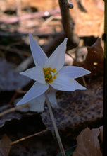 Load image into Gallery viewer, Erythronium albidum -  dog tooth violet