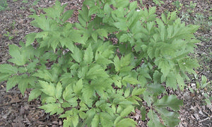 Hydrophyllum virginianum Virginia waterleaf