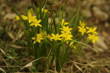 Load image into Gallery viewer, Hypoxis hirsuta-  Gold star grass