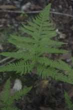 Load image into Gallery viewer, Thelypteris phegopteris - Long beech fern