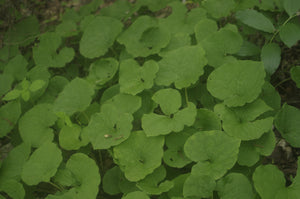 Asarum canadense - Heart leaf ginger