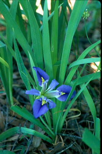 Iris brevicaulis- Blue flag