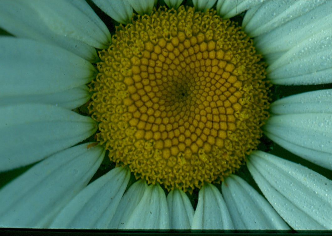 Chrysanthemum leucanthemum -Oxe eye daisy