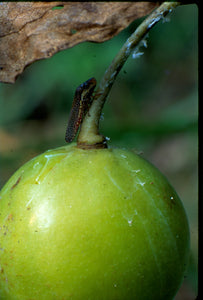 Podophyllum pelatum -May apple