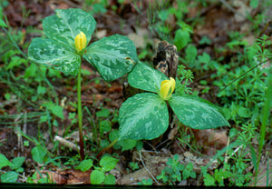 Trillium luteum- Yellow trillium
