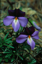 Load image into Gallery viewer, Viola pedata- Birds foot violet