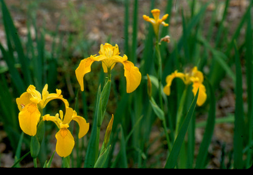 Iris pseudacorus - Yellow flag