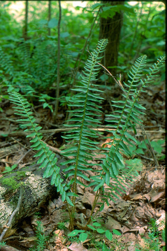 Polysticcum acrostichoides - Christmas fern