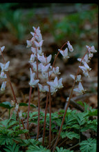 Load image into Gallery viewer, Dicentra cucullaria -  Dutchmens breeches