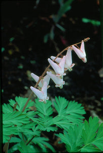 Dicentra cucullaria -  Dutchmens breeches