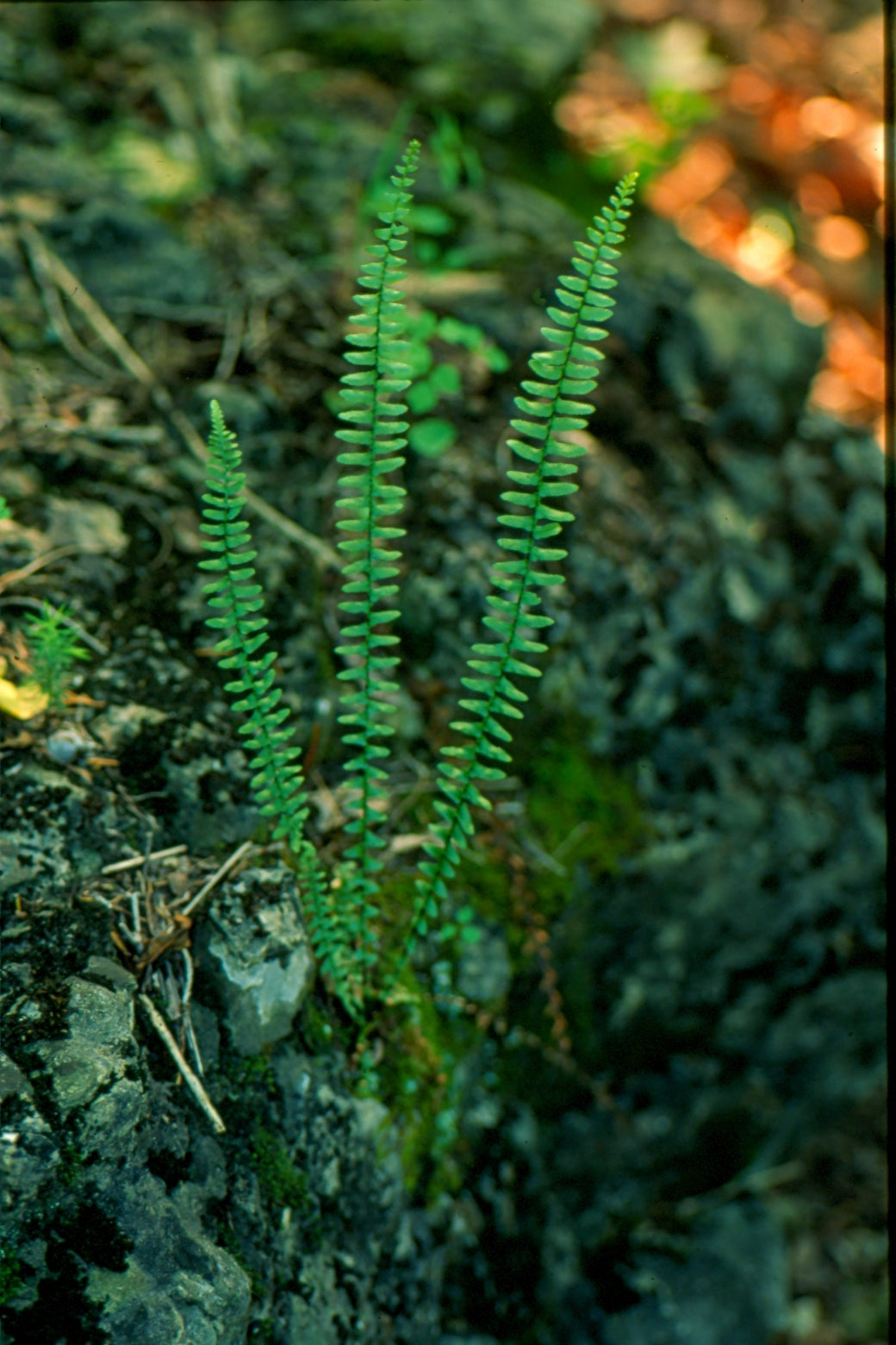 Asplenium platyneuron - Ebony spleenwort