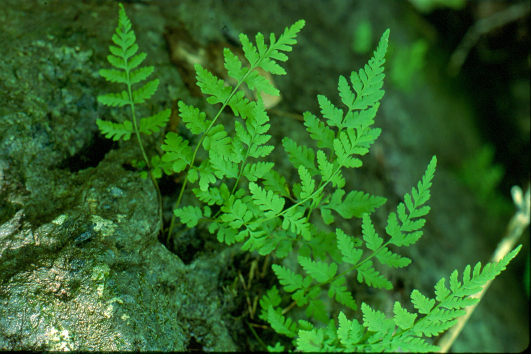 Cystopteris fragilis - Fragile bladder fern