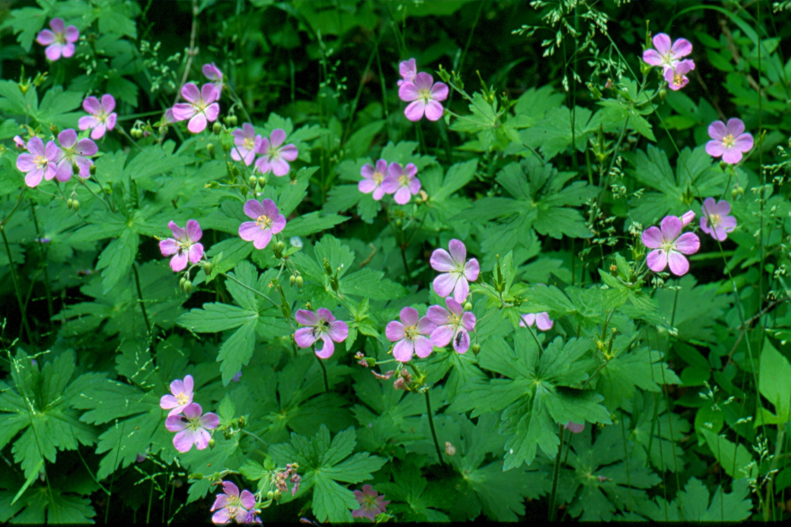 Geranium maculatum - Wild geranium – www.himountainnativeplants.com