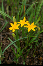 Load image into Gallery viewer, Hypoxis hirsuta-  Gold star grass