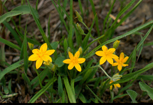 Hypoxis hirsuta-  Gold star grass