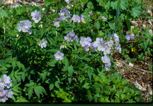 Load image into Gallery viewer, Polemonium reptans - Jacobs ladder