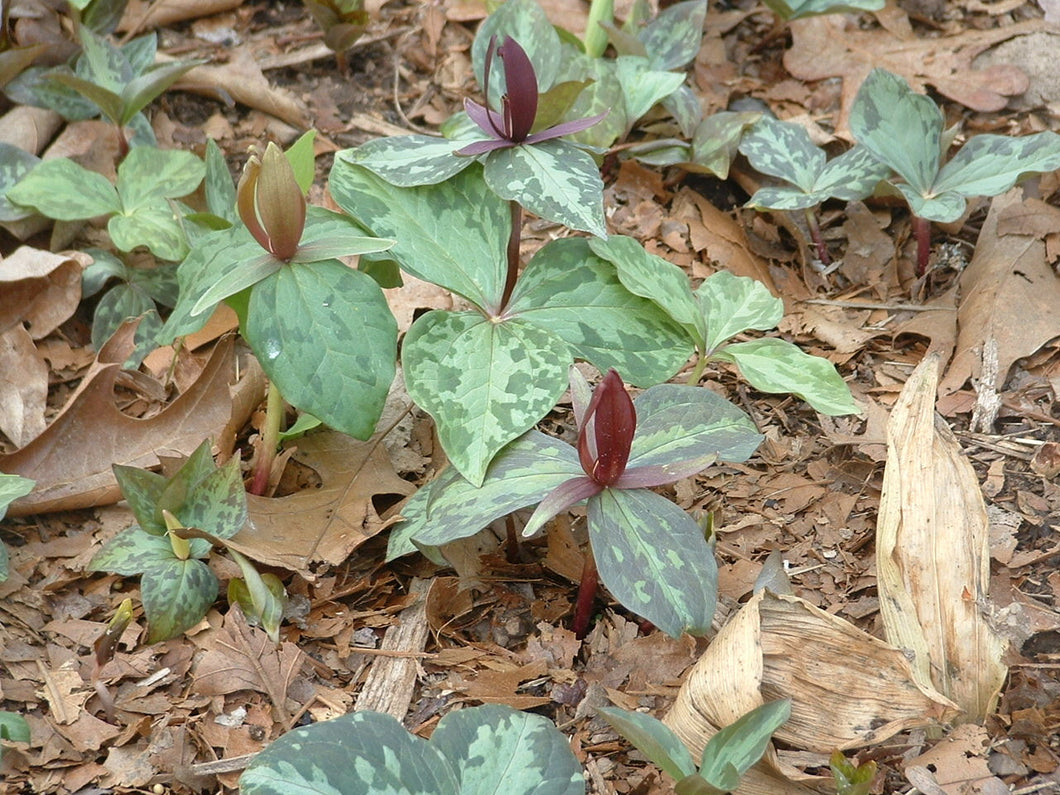 Trillium cuneatum - Red toad trillium