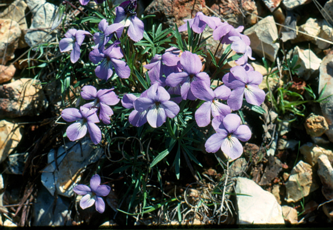 Viola pedata- Birds foot violet