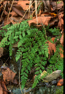 Cheilanthes lanosa - Wooly- lip fern
